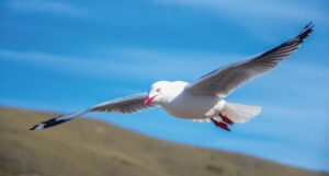 seagull